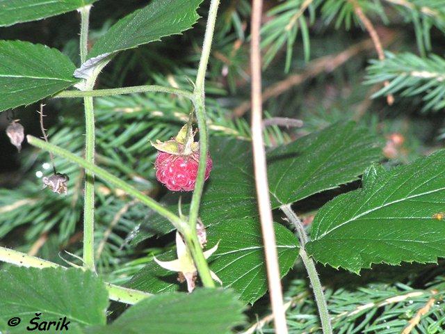 P8140470.JPG